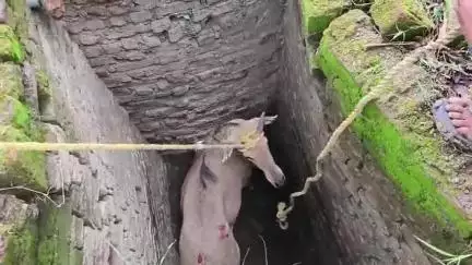 पचोर: कुएं में गिरी नीलगाय को रेस्क्यू कर निकाला, रस्सी लेकर सुल्तानिया गांव की गलियों में दौड़ी, वीडियो आया सामने