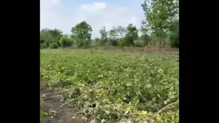मेहकर: ढगफुटी सदृश्य पावसाने मेहकर तालुक्यातील 23 हजार हे.जमिनीवर पावसाने फिरवला नांगर, शेतकऱ्यांना साथ द्या– आमदार खरात