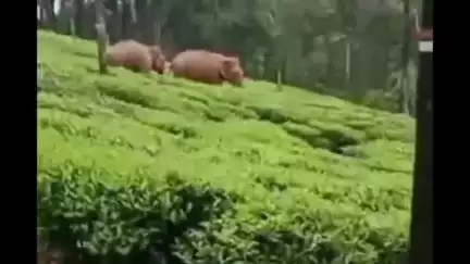 வால்பாறை: பச்சமலை எஸ்டேட் பகுதியில் உலாவரும் இரட்டை யானை வனத்துறையினர் தீவிர கண்காணிப்பு