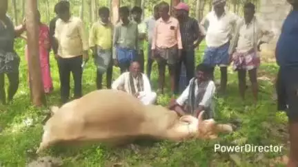 ಗುಂಡ್ಲುಪೇಟೆ: ಕಮರಹಳ್ಳಿಯಲ್ಲಿ ಮೇಯುತ್ತಿದ್ದ ಹಸು ವಿದ್ಯುತ್ ಪ್ರವಹಿಸಿ ಸಾವು