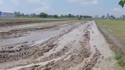 पूरनपुर: गांव मकरन्दपुर में पड़ोसी काश्तकार ने दूसरे के खेत में करवाई धान की रोपाई, पुलिस से की शिकायत