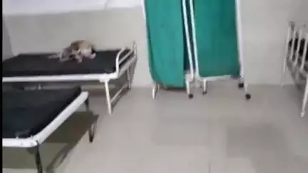रामपुर नैकिन: रामपुर नैकिन के शासकीय अस्पताल में मरीजों के बेड पर आराम फरमा रहे कुत्ते, CMHO ने दिए जांच के आदेश