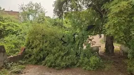 झांसी: डडियापुरा क्षेत्र के कल्लन शाह मोहल्ले में बारिश के कारण इमली का पेड़ गिरा, आवागमन बाधित