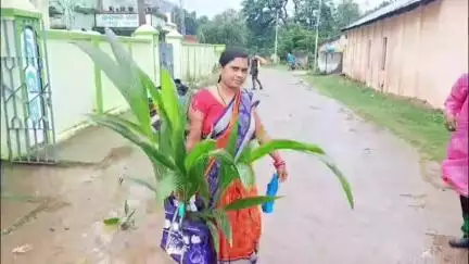 ବାଲିଗୁଡା: ବାଲିଗୁଡା ଉଦ୍ୟାନ ବିଭାଗରେ ଆମ୍ବଗଛ ଏବଂ ନଡିଆ ଗଛ ଚାରା ସବ୍ ସିଡ୍ ରେ ପ୍ରଦାନ