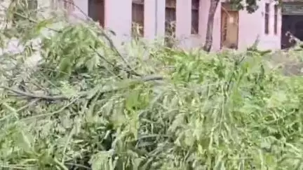 पंढरपूर: आषाढी वारीच्या पार्श्वभूमीवर पंचायत समिती आवारातील तोडण्यात आली झाडे