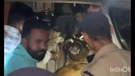 भैंसदेही: भैंसदेही पुलिस की बड़ी कार्रवाई: जामझिरी में गौवंश तस्करी में आठ गौवंश व एक जायलो कार बरामद