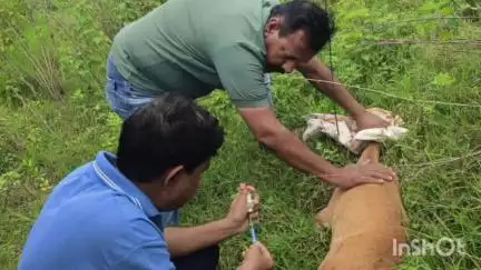 मूल: आकापुर गावाच्या .समोर एका अज्ञात वाहनाच्या धडकेत एक मादी चौसींगा हरीण जखमी झाले..