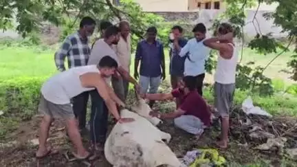 హన్వాడ: జిల్లా కేంద్రంలోని ప్రాణపాయస్థితిలో ఉన్న ఆవుని రక్షించిన కాలనీవాసులు