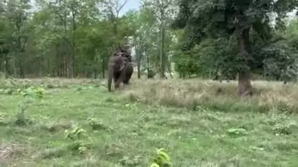 सोहागपुर: सतपुड़ा टाइगर रिजर्व मढ़ई में 2 चौकीदारों को घायल करने वाले बाघ को लगाई कॉलर आईडी, फील्ड डायरेक्टर रहीं उपस्थित