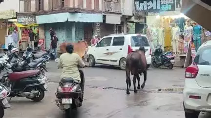 નાંદોદ: રાજપીપળા દોલત બજાર વિસ્તારમાં બે આખલાઓએ દોર લગાવતા બે મોટરસાયકલ લઈને જતા ચાલકોનો આબાદ બચાવ