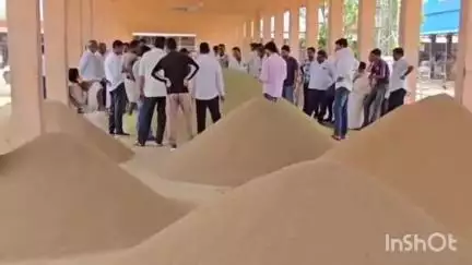मेड़ता: मेड़ता सिटी कृषि उपज मंडी में शनिवार को जीरे के भाव में आई तेजी