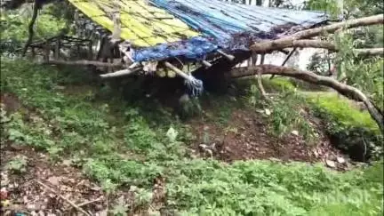 लखनपुर: ग्राम बंधा घुटरापारा स्थित गुमटी में विशालकाय पेड़ गिरने से गुमटी हुई क्षतिग्रस्त, संचालक ने मुआवजे की की मांग