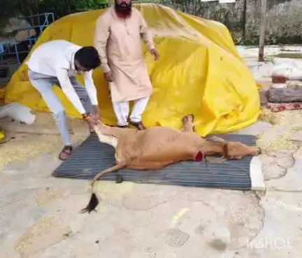 बैकुंठपुर: बैकुंठपुर राष्ट्रीय राजमार्ग पर अज्ञात वाहन ने गाय को मारी जोरदार ठोकर, गौ सेवक अन्नू दुबे ने कराया घायल गाय का उपचार