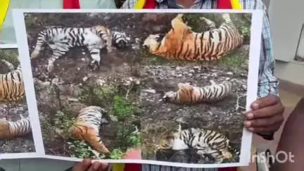 ಮೈಸೂರು: 5 ಹುಲಿಗಳ ಹತ್ಯೆ ಖಂಡಿಸಿ ನಗರದಲ್ಲಿ ಕರ್ನಾಟಕ ಹಿತರಕ್ಷಣಾ ವೇದಿಕೆ ಪ್ರತಿಭಟನೆ