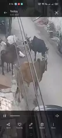 प्रतापगढ़: शहर के अशोक नगर में आवारा कुत्तों ने बछड़े पर किया हमला, वीडियो हुआ वायरल