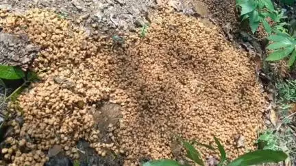 କଣ୍ଟାମାଳ: ସାହାଯପିଟାରେ ବେଆଇନ ଦେଶୀ ମଦ ରନ୍ଧା ଆଡ୍ଡାରେ ଅବକାରୀ ଚଢ଼ାଉ, ବିପୁଳ ମହୁଲ ପୋଚ ନଷ୍ଟ