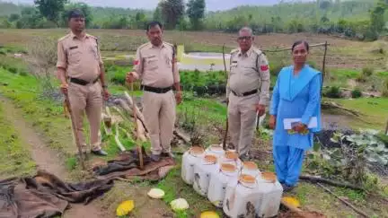 मंडला: मुर्गा टोला और जामगांव से आबकारी विभाग ने ज़ब्त की ₹2.46 लाख की कच्ची शराब, महुआ लाहन को किया नष्ट