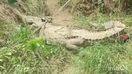 अंबाह: सुखध्यान का पुरा गांव में घुसा 6 फीट लंबा मगरमच्छ, वन विभाग की टीम ने कड़ी मशक्कत के बाद किया रेस्क्यू
