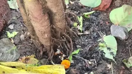हातकणंगले: रेंदाळ येथील मुख्य बाजारपेठेतील जागृत मारूती मंदिराजवळ भानामतीचा प्रकार उघडकीस आल्याने ग्रामस्थांत भीतीचे वातावरण