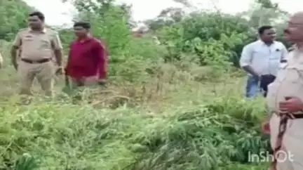 जत: जत तालुक्यातील बालगाव येथे शेतात गांजाची लागवड करणाऱ्यास उमदी पोलिसांनी घेतले ताब्यात