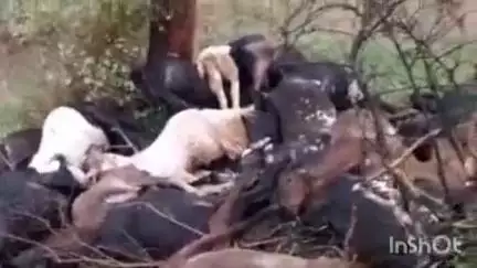 जबेरा: ग्राम नयागांव में आकाशीय बिजली गिरने से 27 बकरियों की मौत, 13 घायल