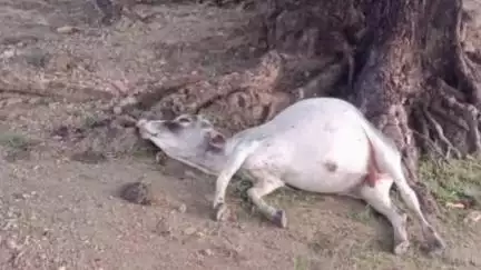 हंटरगंज: गाय घाट के हरिंचटवा टोला में वज्रपात से दो मवेशियों की मौत, पीड़ित ने जिला प्रशासन से मुआवजे की मांग की