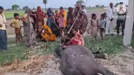 गुन्नौर: गांव गढ़ा में बिजली के करंट की चपेट में आने से भैंस की हुई मौत