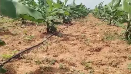 జిల్లా వ్యాప్తంగా ఎస్సీ,ఎస్టీలకు 100%, బీసీలకు 90 శాతం సబ్సిడీతో డ్రిప్పును పంపిణీ