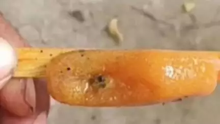 ময়নাগুড়ি: সাপটিবাড়িতে বরফ বিক্রেতার কাছ থেকে বরফ কিনে খেতেই মিললো পোকা ঘটনায় চাঞ্চল্য,সেই বরফ ফ্যাক্টরি বন্ধ করল পুলিশ