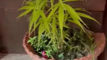 കൊല്ലം: വള്ളക്കടവ് സുനാമി ഫ്ലാറ്റിൽ കഞ്ചാവ് കൃഷി, ഒരാൾ പിടിയിൽ