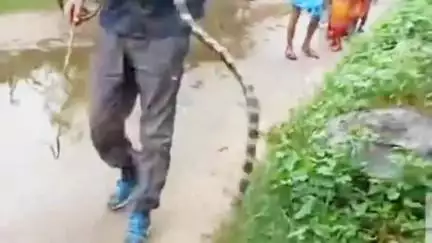 कलियासोल: कलियासोल में जहरीले सांप का रेस्क्यू किया गया, स्थानीय लोगों ने ली राहत की सांस
