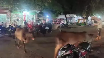 पन्ना: पन्ना में आवारा पशुओं का आतंक, अस्पताल चौराहे पर भिड़ंत में दर्जनों वाहन क्षतिग्रस्त
