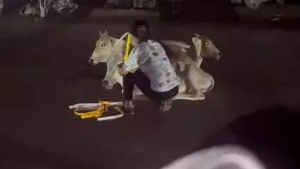 कटनी नगर: एनकेजे क्षेत्र के जुहला-जुहली बाईपास रोड पर सड़क पर बैठे मवेशियों के गले में बांधा गया रेडियम