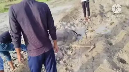 छबड़ा: गुलखेड़ी गांव के बाईपास रोड पर लगे राख के ढेर, ग्रामीण और पशुपालक परेशान, मवेशी फंसने का खतरा