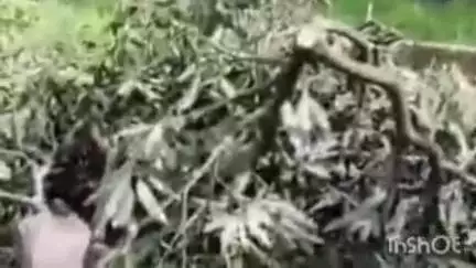 विकासनगर: सहसपुर क्षेत्र में आम के हरे-भरे बगीचों पर चली आरियां