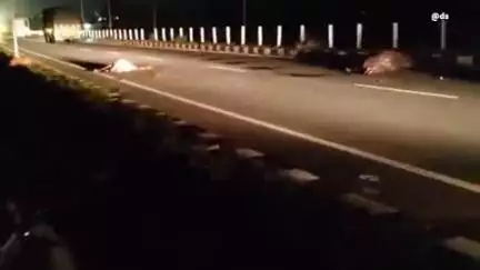 करेरा: लक्ष्मण सेठ कॉलेज के सामने शिवपुरी-झांसी हाइवे पर अज्ञात वाहन ने 4 भैंसों को मारी टक्कर