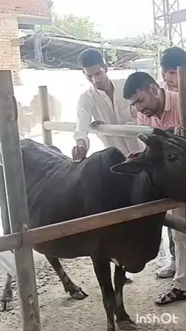 नगर: बारिश के मौसम में पशुओं में खुरपका व मुंहपका रोग से बचाव के लिए पशुपालन विभाग ने टीकाकरण शुरू किया