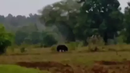 कोटा: खोंगसरा क्षेत्र के मरहीमाता मार्ग पर बस्ती के निकट भालू कर रहा विचरण, वन विभाग को दी गई सूचना, भालू से दूर रहने की अपील