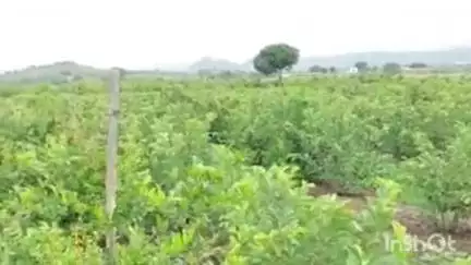 संगमनेर: शेतीसाठी मारली आयटीतील नोकरीला लाथ संगमनेर मधील हा तरुण शेतकरी आज घेतोय लाखोचा उत्पन्न