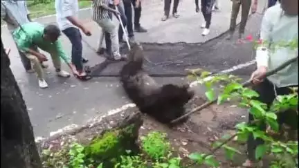 आबू रोड: माउंट आबू के सनसेट मार्ग पर मृत अवस्था में मिला भालू का शव, घटना के बाद मौके पर मचा हड़कप, वन विभाग की टीम पहुंची