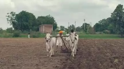 झारडा: झारड़ा क्षेत्र में आज भी पारंपरिक बेलों से हो रही है खेती