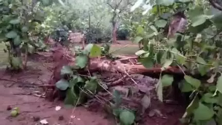 कुंडम: सैलवारा मुक्तिधाम के पास सरपंच पति का भ्रष्टाचार, ज़मीन कब्जाने के लिए कटवाए सागौन के हरे-भरे पेड़