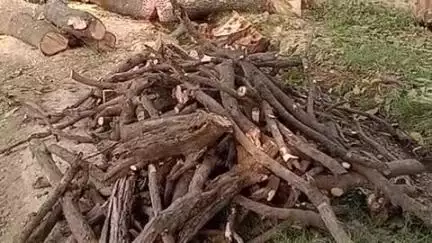 भोगनीपुर: सिखमापुर गांव के पास लकड़ी ठेकेदार ने बिना अनुमति के काटे नीम के चार हरे पेड़, रिपोर्ट दर्ज