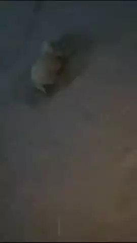 बीकानेर: हिम्तासर में अज्ञात कारणों से 15 भेड़ें और 2 बकरियों की मौत, पुलिस मौके पर पहुंची