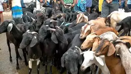 தருமபுரி: சந்தைப்பேட்டை ஆட்டுச் சந்தையில் ஆடுகள் விற்பனை மந்தம் இன்று 38 லட்சத்திற்கு ஆடுகள் விற்பனை.