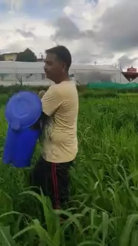 बहुत अच्छी फसल हो रही है काश अगर  जानवर नुकसान ना करे तो