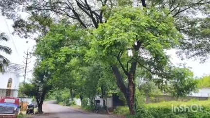 ഏറനാട്: കൂറ്റൻ ചീനിമരം ചെരിയുന്നു,എടവണ്ണ കുണ്ടുതോട് കുരിശുംപടിയിലെ മരമാണ് ഭീഷണിയാകുന്നത് #localissue