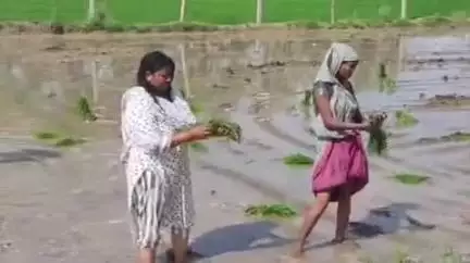 भिनगा: भिनगा विधानसभा की सपा विधायक इंद्राणी वर्मा ने खेत में धान की रोपाई की, मजदूरों का बढ़ाया हौसला, वीडियो वायरल