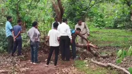 सिहोरा: ग्राम सैलवारा के मुक्तिधाम में सफाई की आड़ में सागौन के पेड़ उखाड़े, नोटिस जारी
