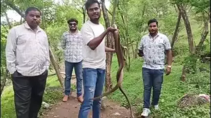 खुलताबाद: सुलीभंजन परिसरातील दोन धामण साप सर्पमित्राने पकडून सोडले वेरुळ घाटातील जंगलात